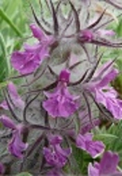 The Evaluation of <i>Stachys lavandulifolia</i> Leave Extracts on Cysts of <i>G. Lamblia</i>, in Vitro